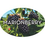 Marionberry Label